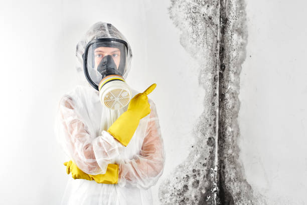 Best Biohazard Mold Removal in Shasta Lake, CA